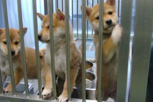 犬猫を年間10万匹殺している日本が殺処分ゼロを達成するための方法