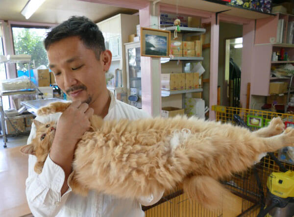 いぬ乃湯温泉動物病院で保護された猫